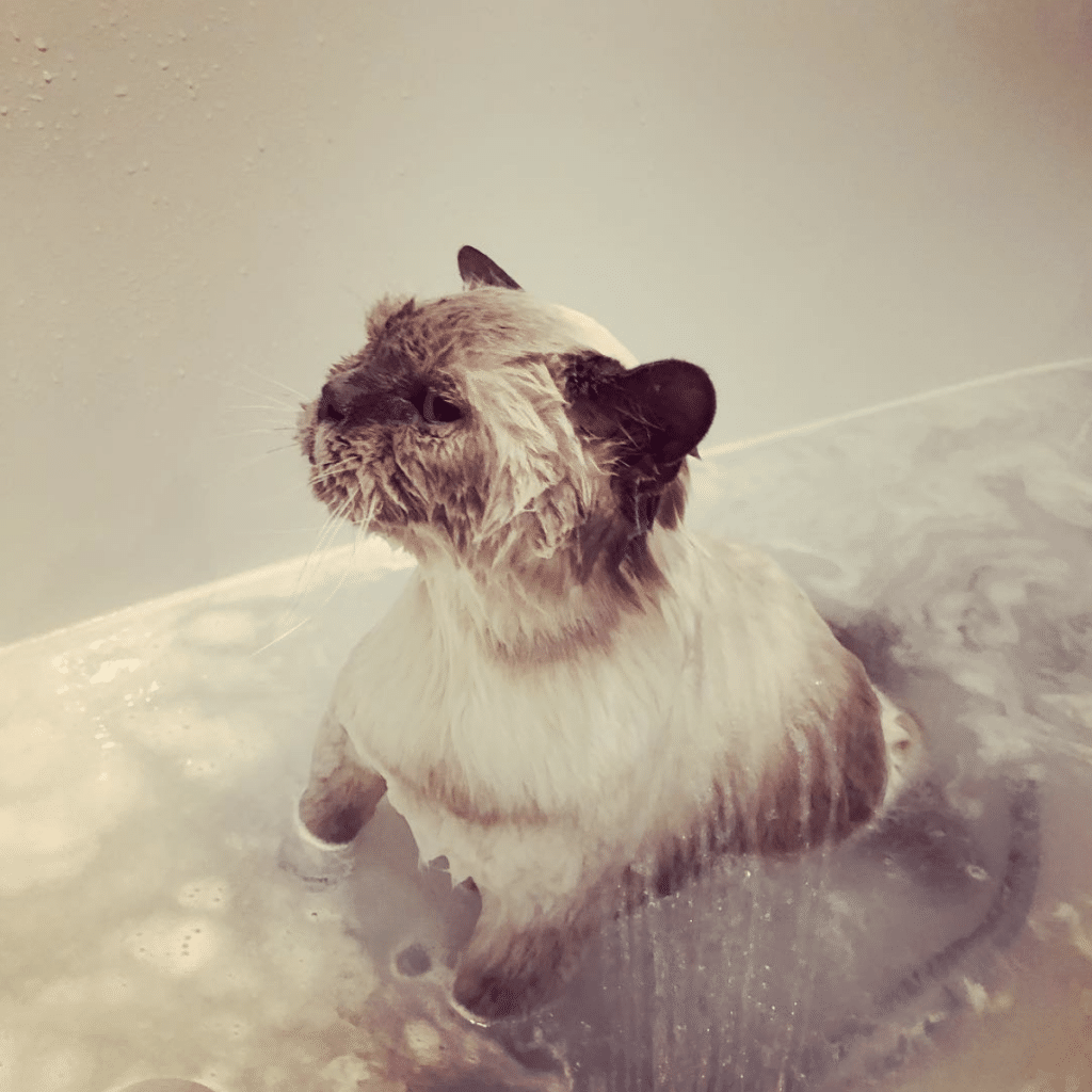 mobile-dog-groomer-camden-st-john-s-wood-dartmouth-park-primrose