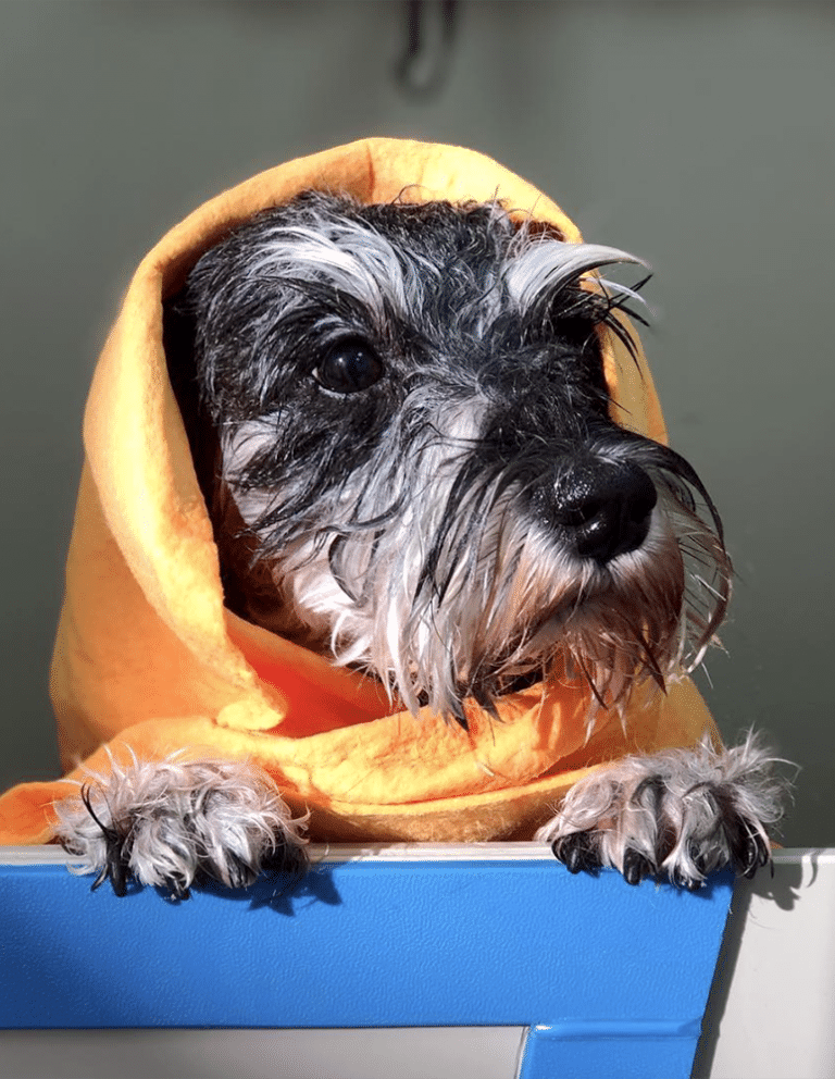 About Groom Groom Mobile Pet Dog Groomer NW London North London